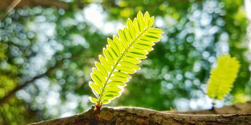 摄影日记:佛系手机摄影教程-从入门到出家(彩色