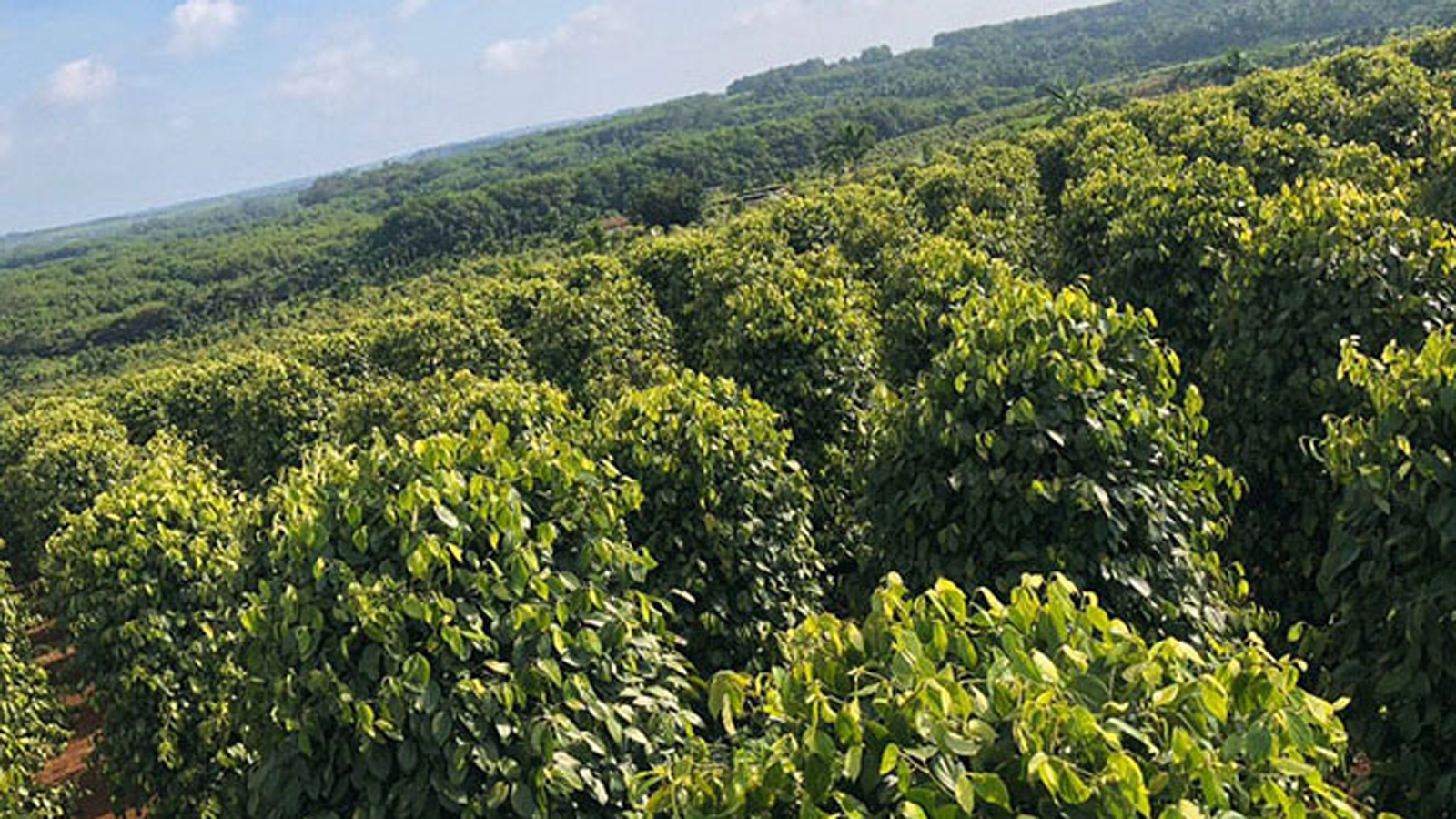 哪些菜适合胡椒粉?如何制作