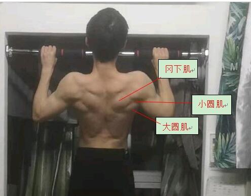 从运动解剖学角度看《刃牙》中的鬼背是什么构造 - 哔哩哔哩