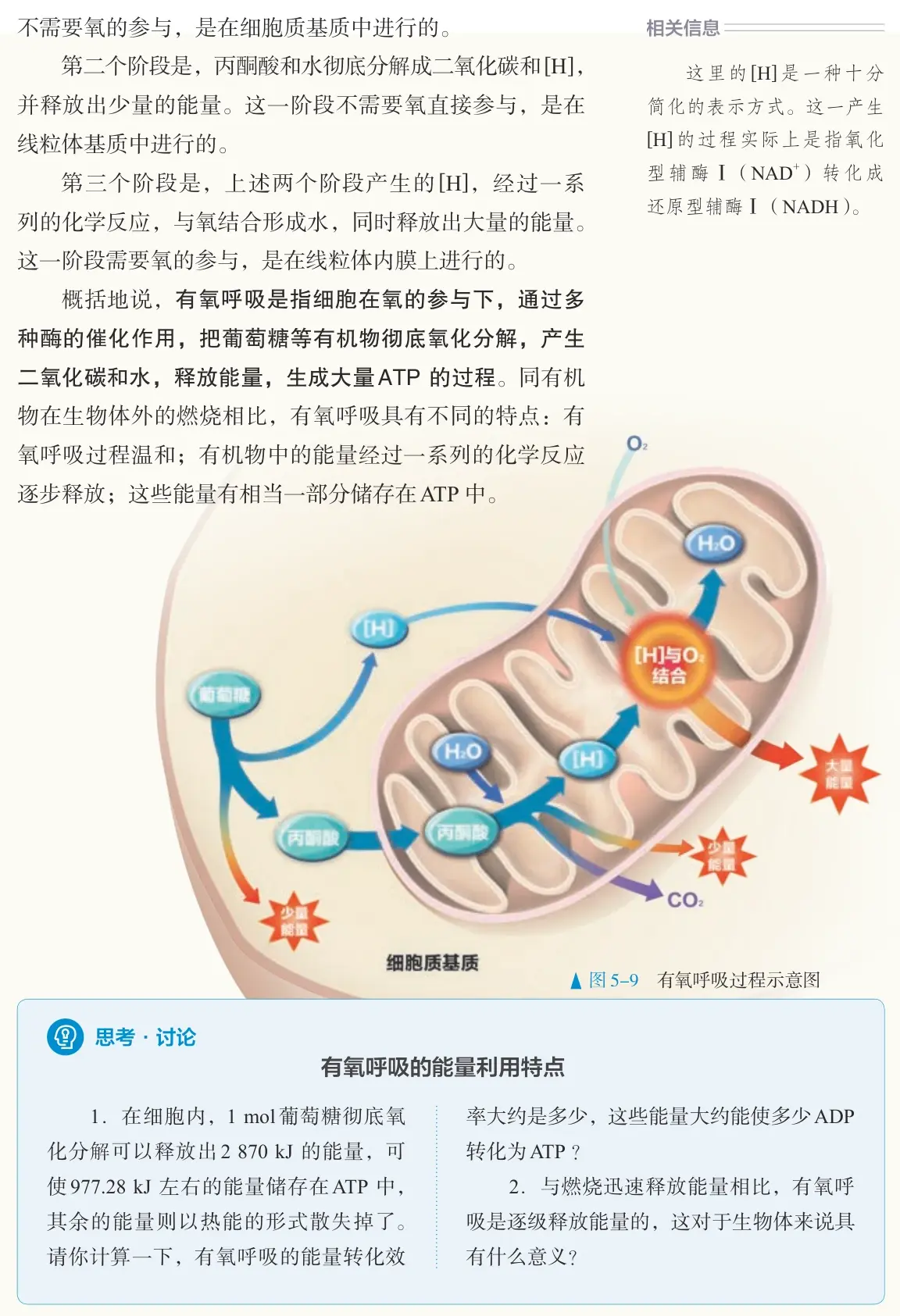高中生物教资试讲有氧呼吸逐字稿