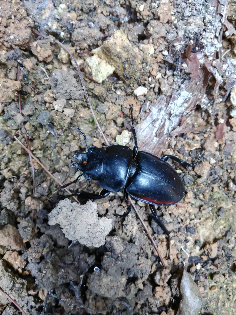 虫鸣不息 18年昆虫图录 哔哩哔哩