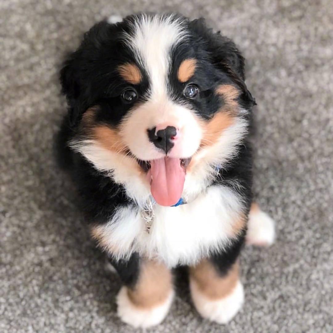 伯恩山幼犬超级萌,多看一眼都会被它萌晕,连睡觉都可爱得不行.