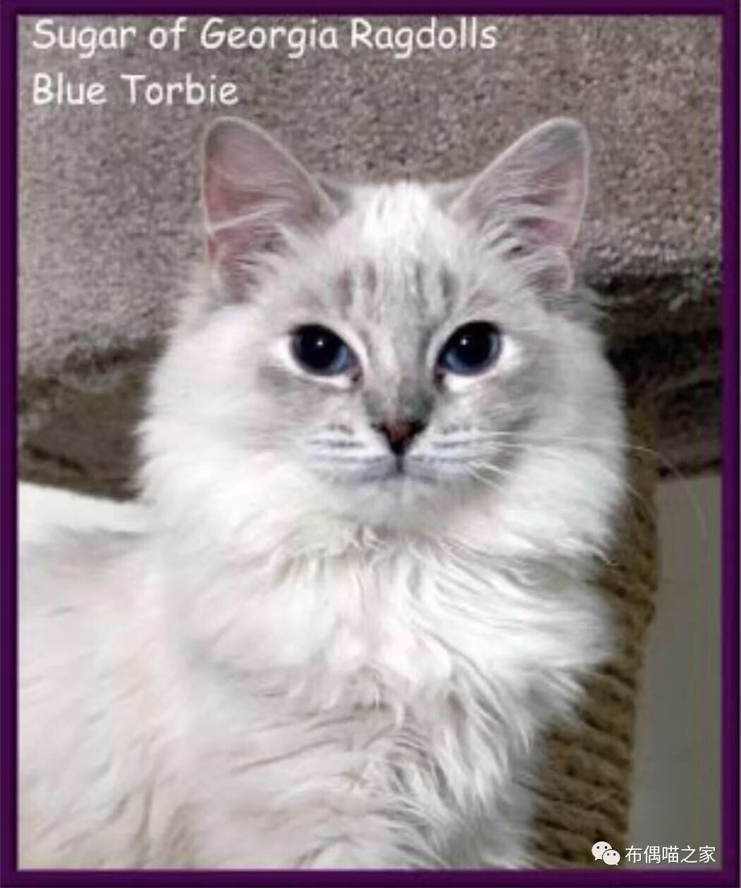 布偶猫的颜色与图案