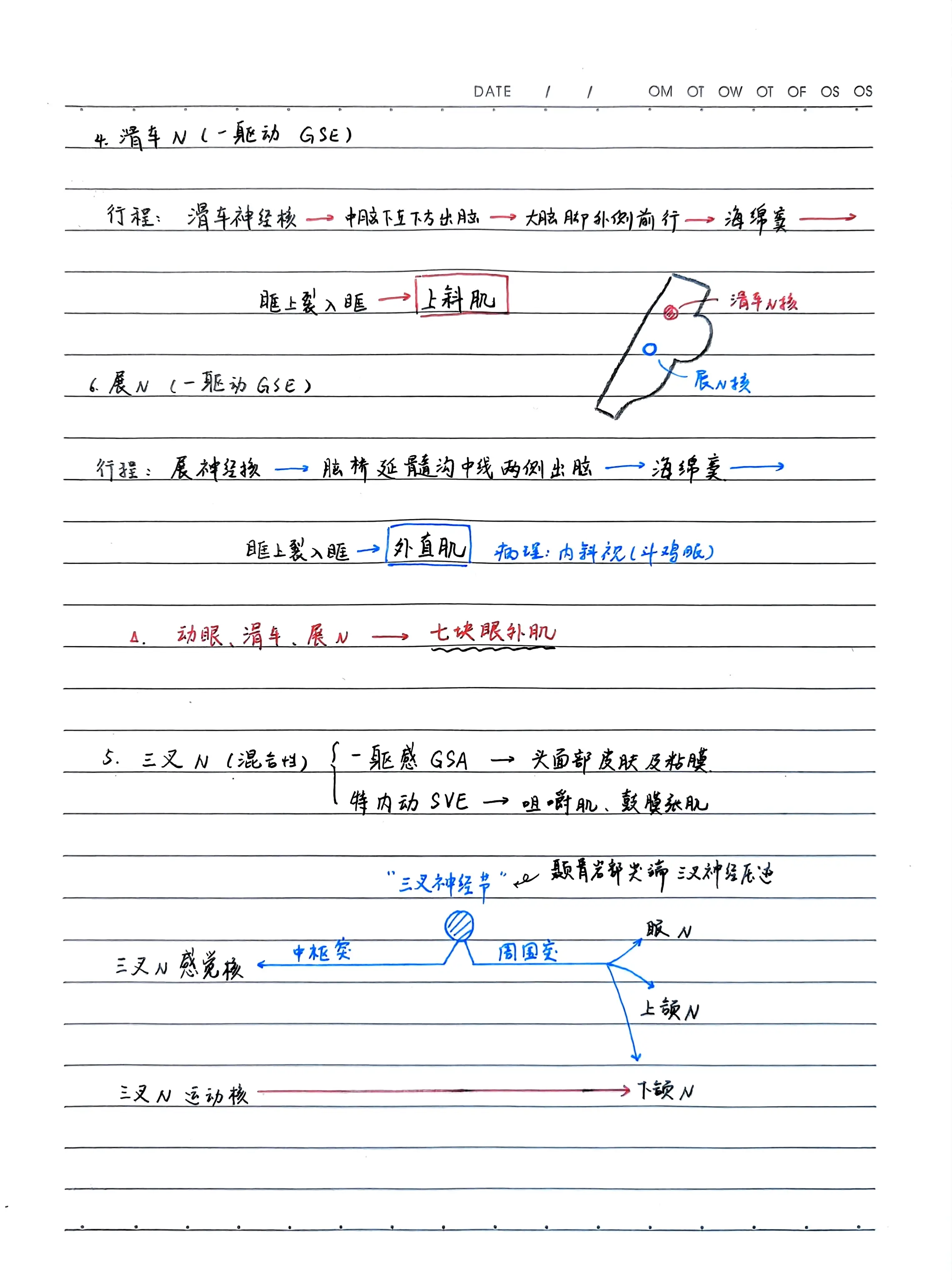 系统解剖学笔记图片