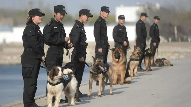 警犬种类知多少 你能认出几个呢 哔哩哔哩