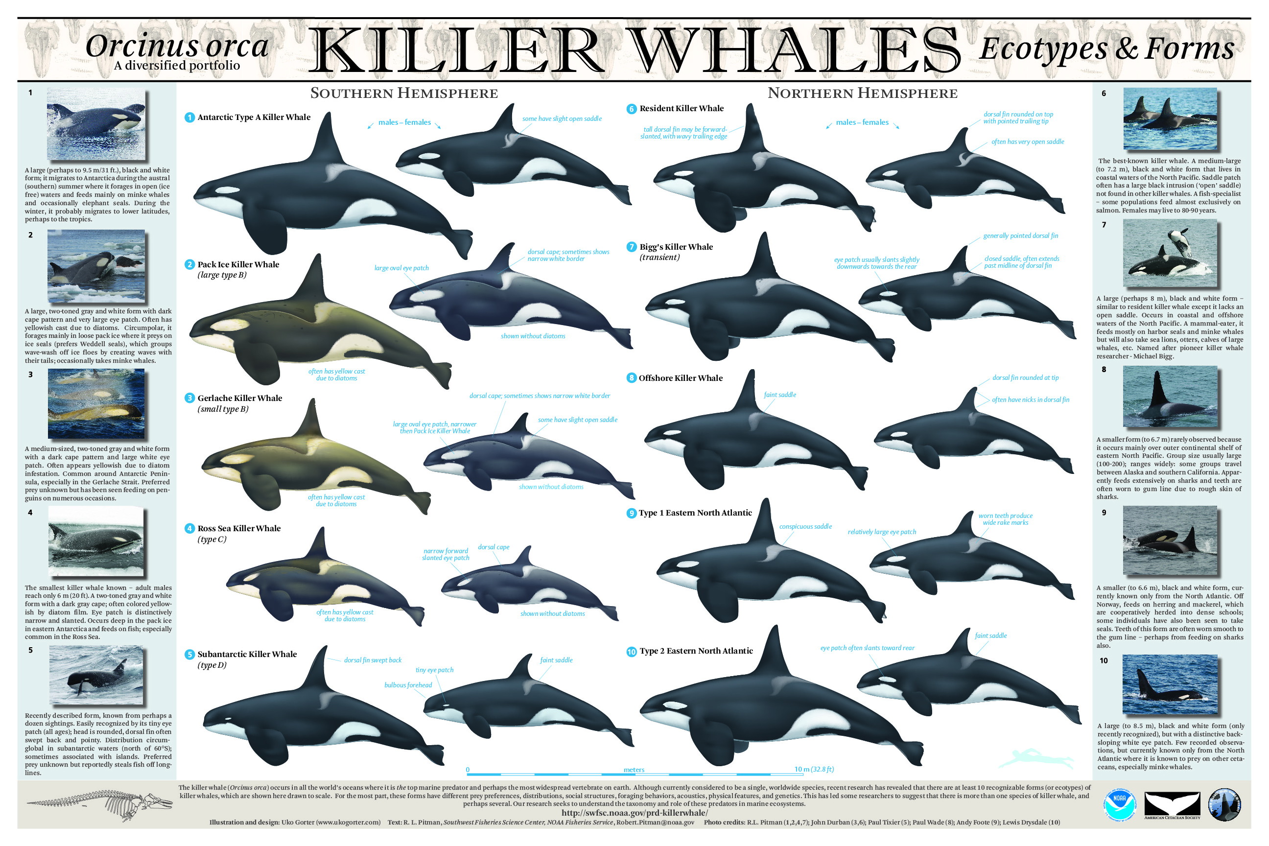 鲸鱼的种类大全及名称（地球上最大的10种鲸鱼）-商机卡