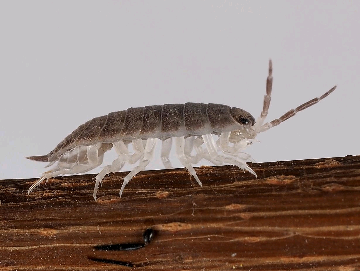 这种是什么虫，家里潮湿的一边的，屋子里经常有这种虫，，，用什么药可以防治_百度知道