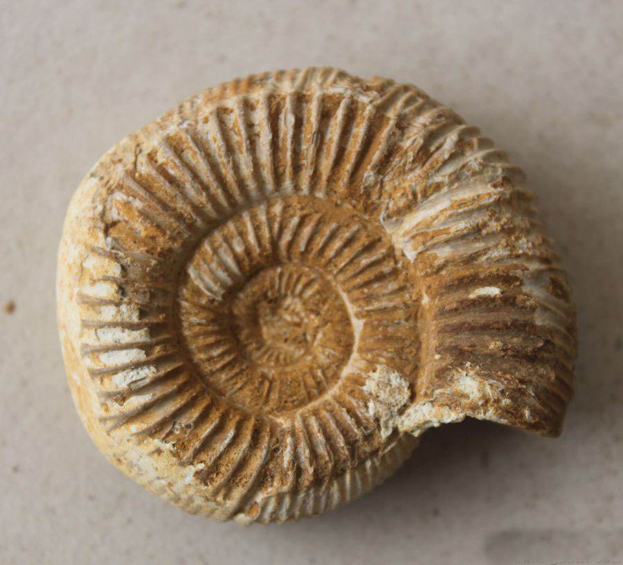 橡叶谈:丰崎爱生《fantasy》歌词整理 翻译