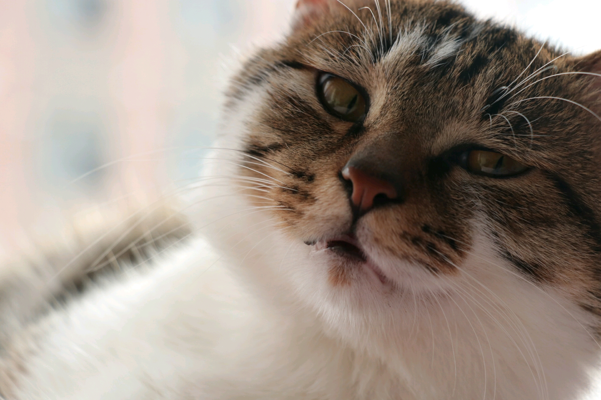 『寒舍喵』a爆了的狸花猫帅照