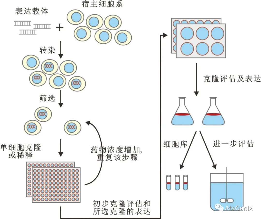 稳定细胞系构建