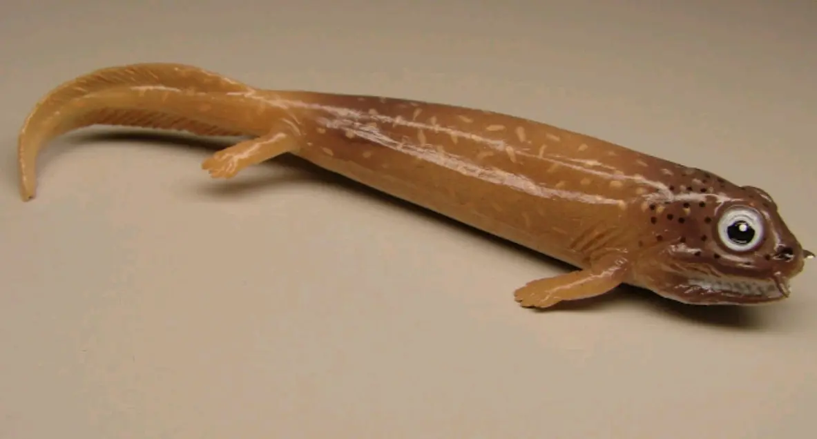 古生代两栖动物玩具 - 哔哩哔哩