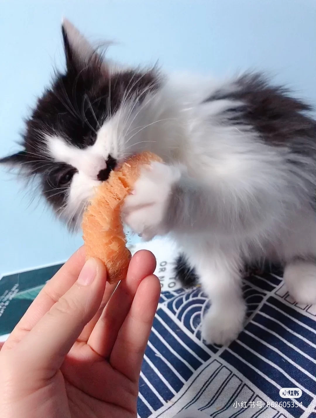 猫咪每天吃的好单调，给它吃点人类的食物解解馋？ - 知乎