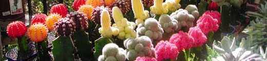人気ダウンロード Ff14 花栽培 花の画像無料