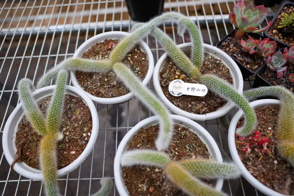 多肉植物九尾狐 从扦插到养护 你想要的都在这里 哔哩哔哩