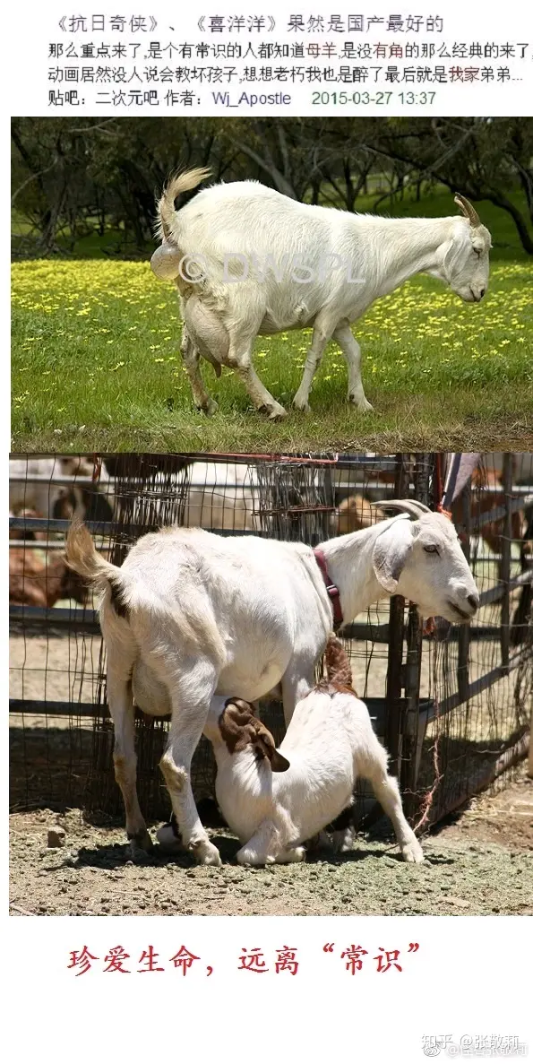 辟谣科普向 母羊没有角 藏绵羊表示反对 哔哩哔哩