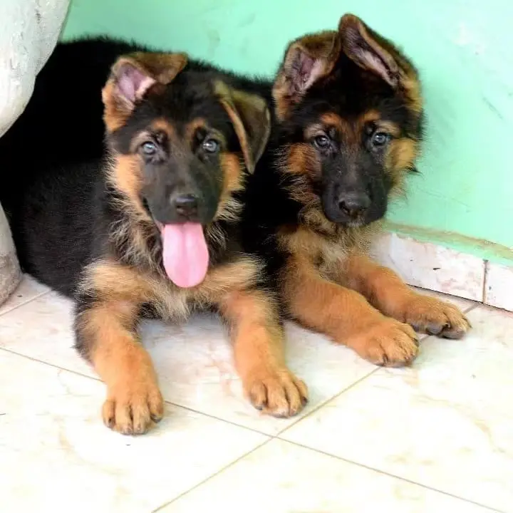 德国牧羊犬急转让出售 - 哔哩哔哩