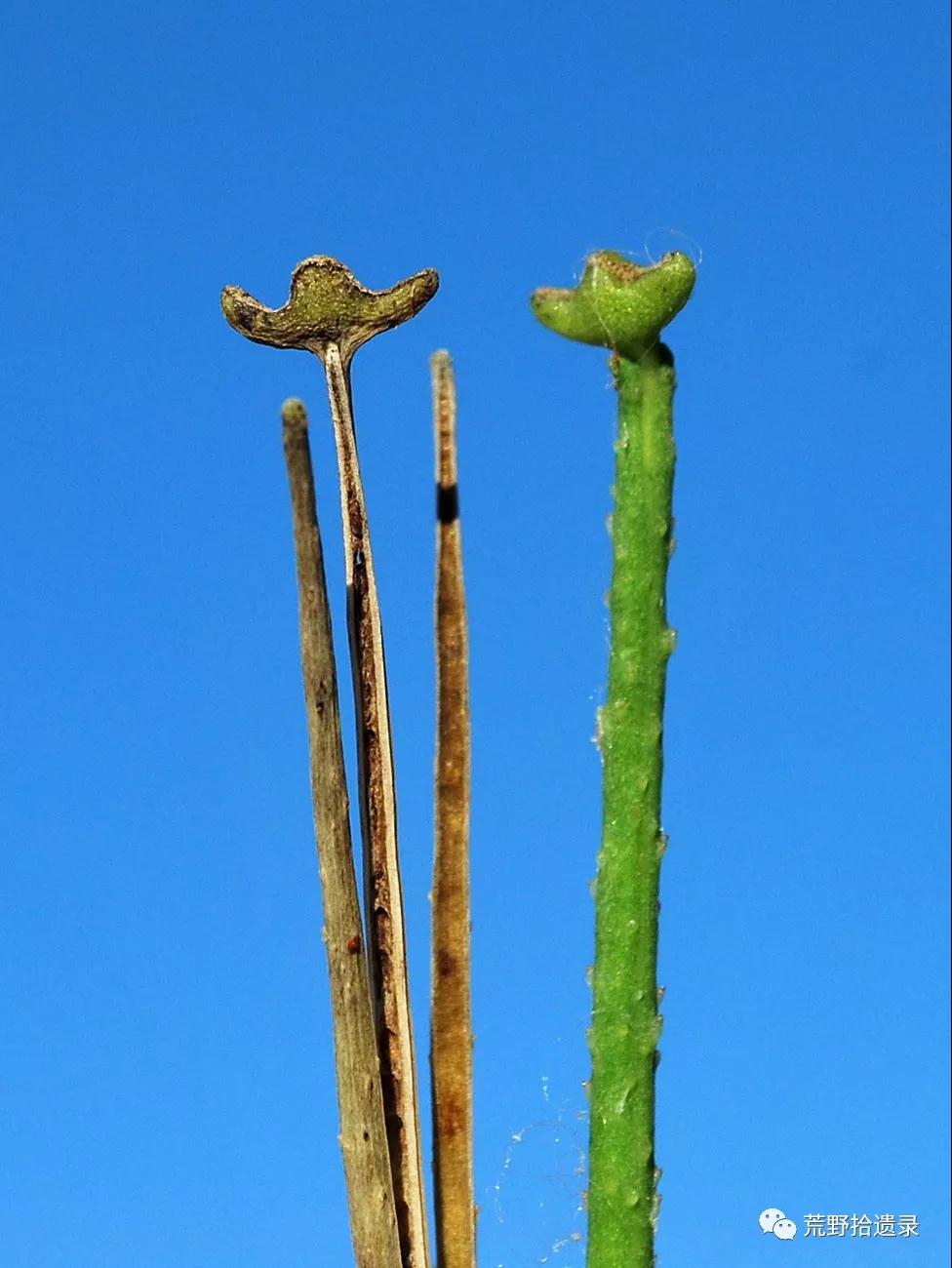 中国海罂粟属 - 哔哩哔哩