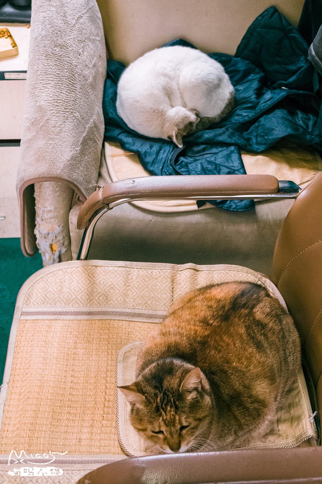 走时听到声响后,小可爱还抬头看了我一眼,然后接着睡!