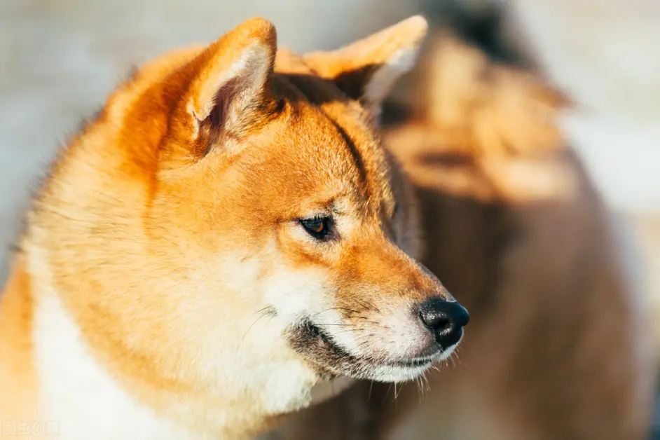 男子花百元买 柴犬 到货后却变成大黄 哔哩哔哩