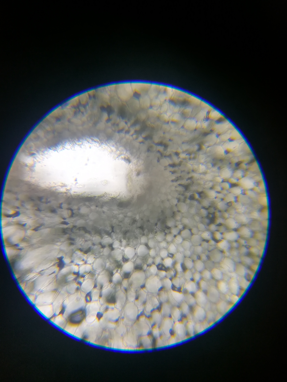 豆芽导管显微图片