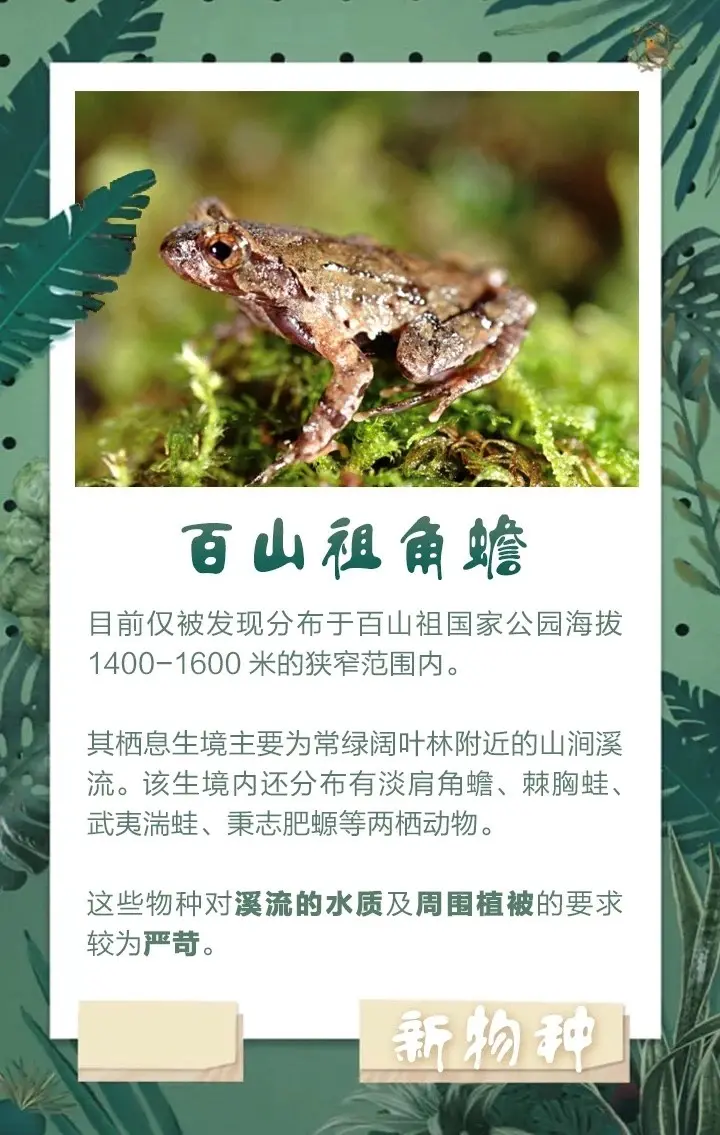 丽水发现全球新物种凤阳巨基叶蜂,但有人认为是害虫 - 哔哩哔哩