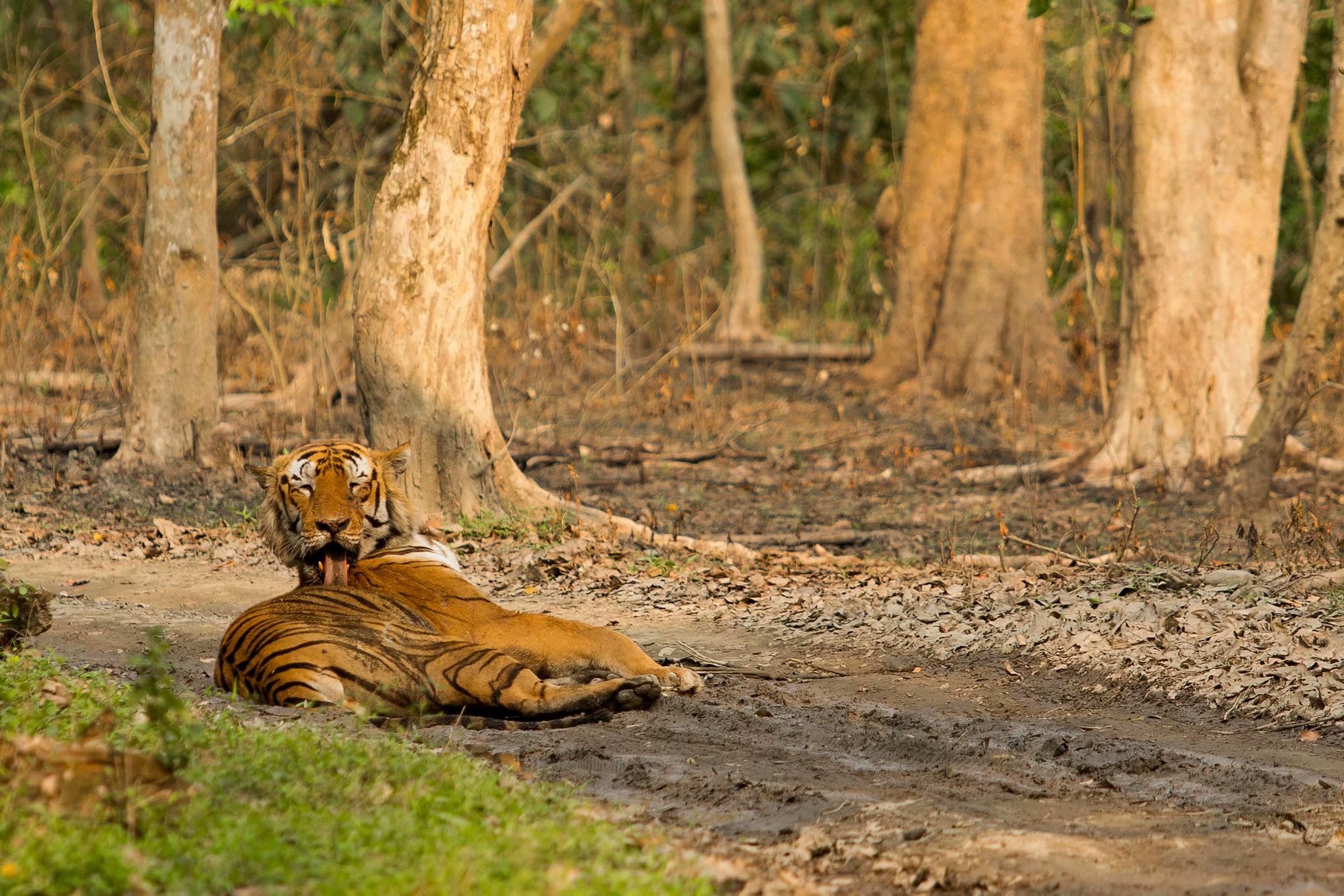 卡齐兰加的老虎图集领略下全世界最大的野生大猫种群上