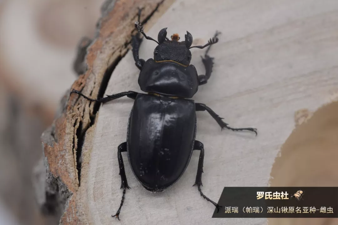 19年天目山之行下篇 派瑞深山锹大爆发及偶遇