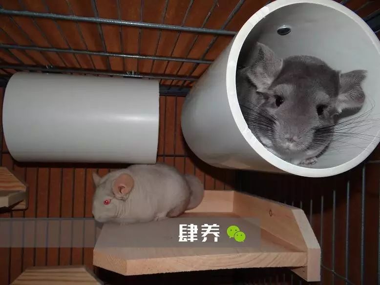 探索北京龙猫专卖店的独特魅力