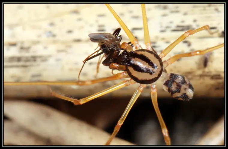 喷口水的蜘蛛 花皮蛛 Scytodidae 哔哩哔哩 喷口水的蜘蛛 花皮蛛 Scytodidae 哔哩哔哩