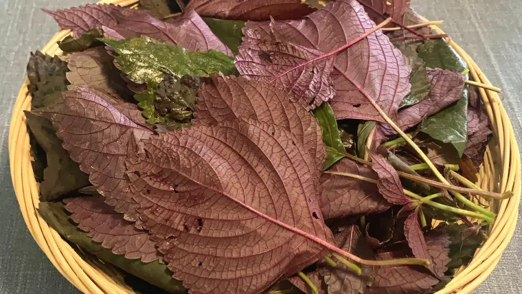 85岁老奶奶喝了一辈子的养生茶 多加一把紫苏 三高平身体棒 哔哩哔哩