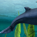 方舟生存进化模组生物介绍——尖喙鲸（尖吻抹香鲸）