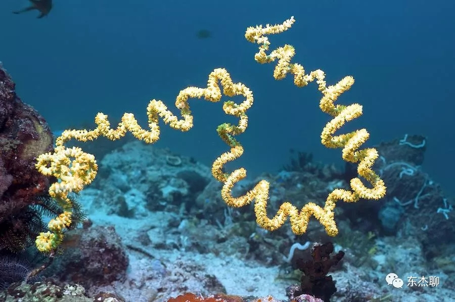 nps珊瑚怎么饲养?nps篇