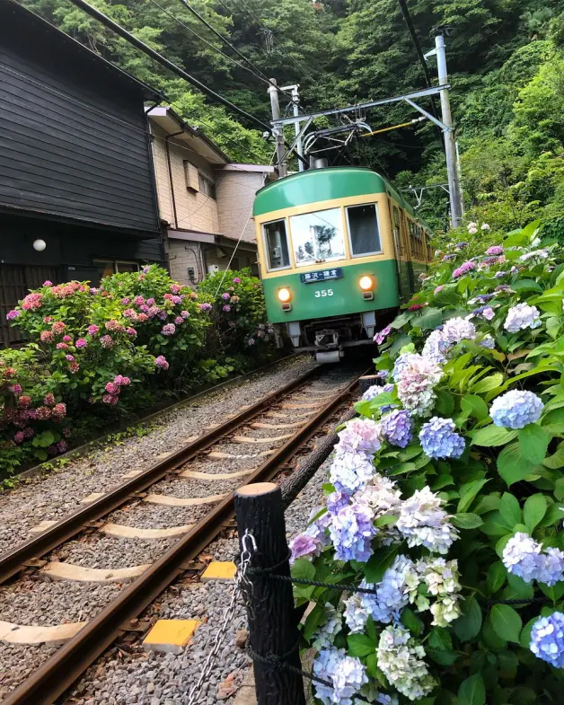 为梅雨季着色的花之美景 镰仓地区6处观赏 紫阳花 的好去处 哔哩哔哩