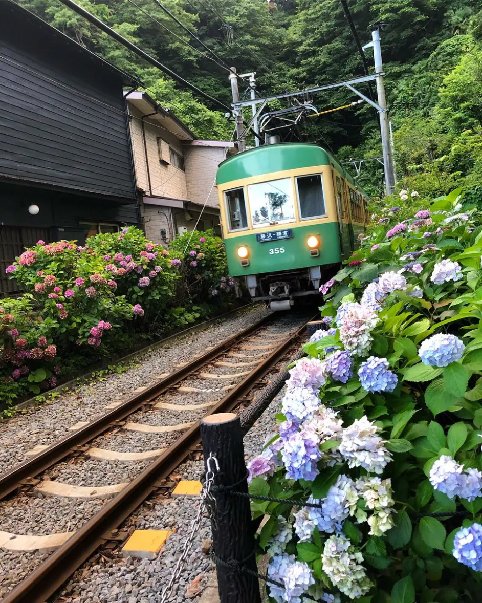 为梅雨季着色的花之美景 镰仓地区6处观赏 紫阳花 的好去处 哔哩哔哩