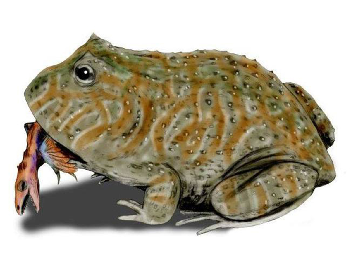 號稱最恐怖遠古生物的魔鬼蛙為什麼這麼恐怖？ - 資訊咖