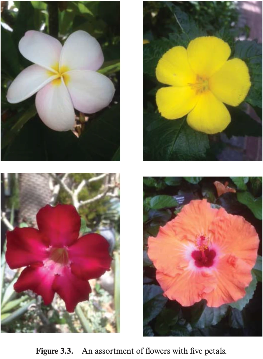 Fibonacci numbers in nature 
