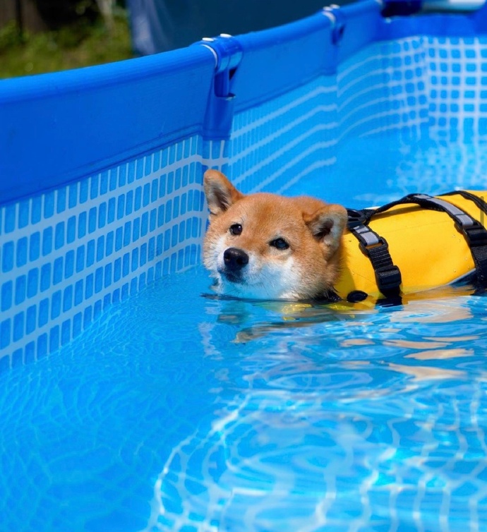 柴犬贵吗?养柴犬会后悔吗?各位铲屎官给点意见!