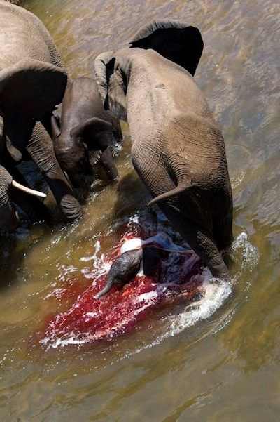 大象受伤血流成河!没想到竟让人拍手叫好?
