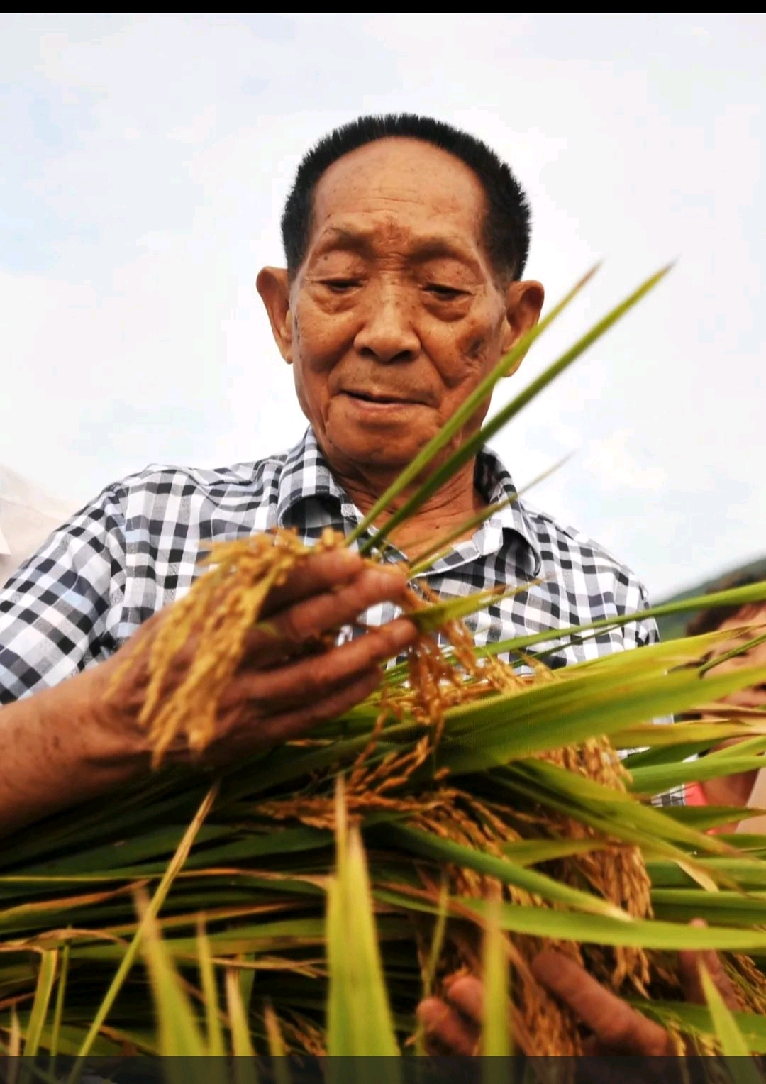 哀悼袁隆平老爷爷