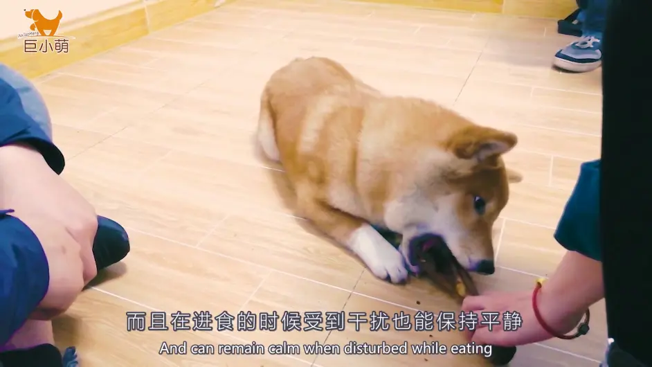 为了捍卫食物 幼柴犬也会咬伤人 主人最终作出了艰难决定 哔哩哔哩