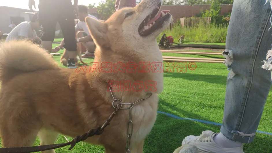 教你如何正确挑选健康的柴犬幼犬 哔哩哔哩