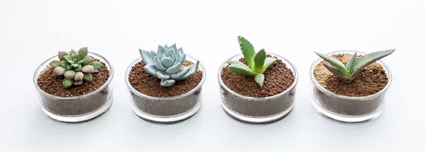 真实の多肉 期18 不同种多肉配土小技巧 哔哩哔哩