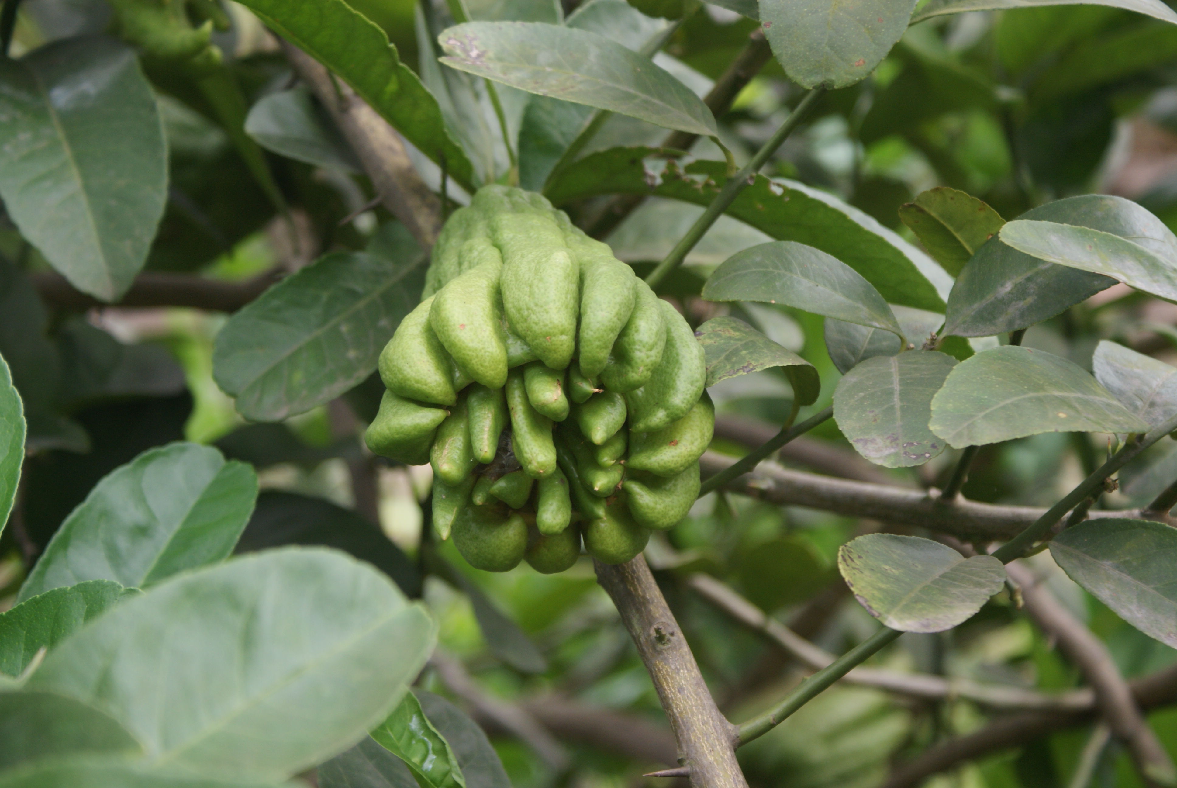 佛手提取物厂家