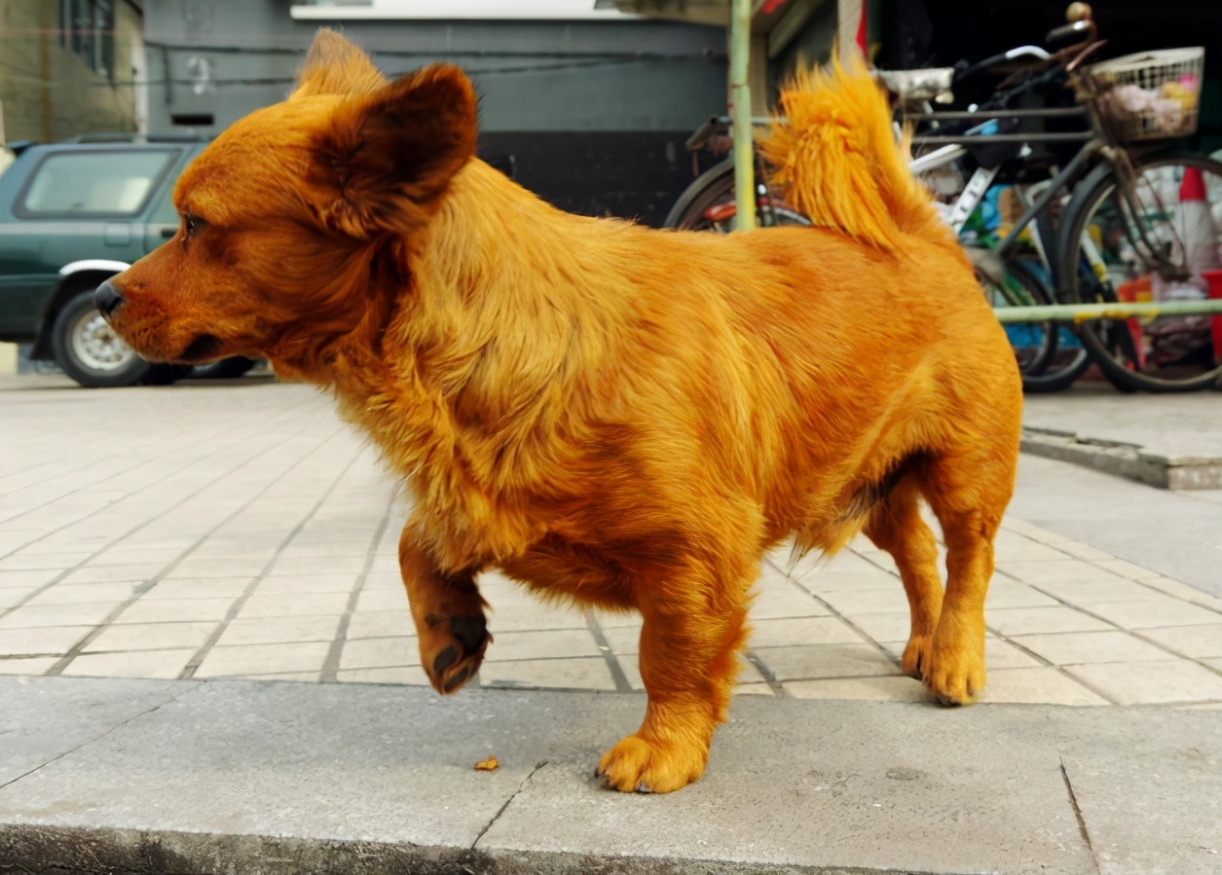 有这些特征的狗,才是真的"旺家犬,别不珍惜