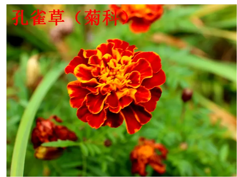 野外常见植物之菊科 哔哩哔哩