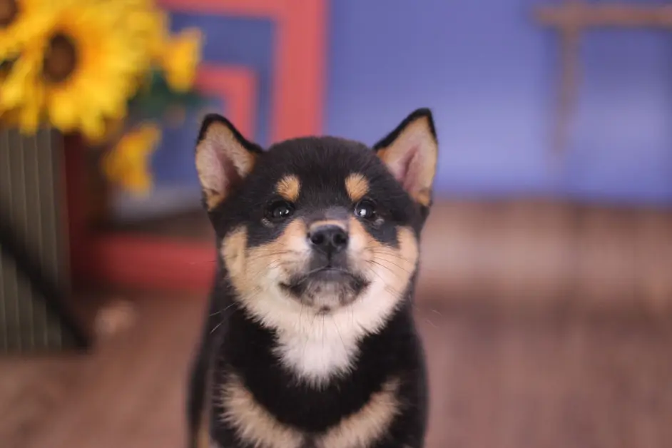 小时候被毛很黑的柴犬 长大会变好看吗 哔哩哔哩