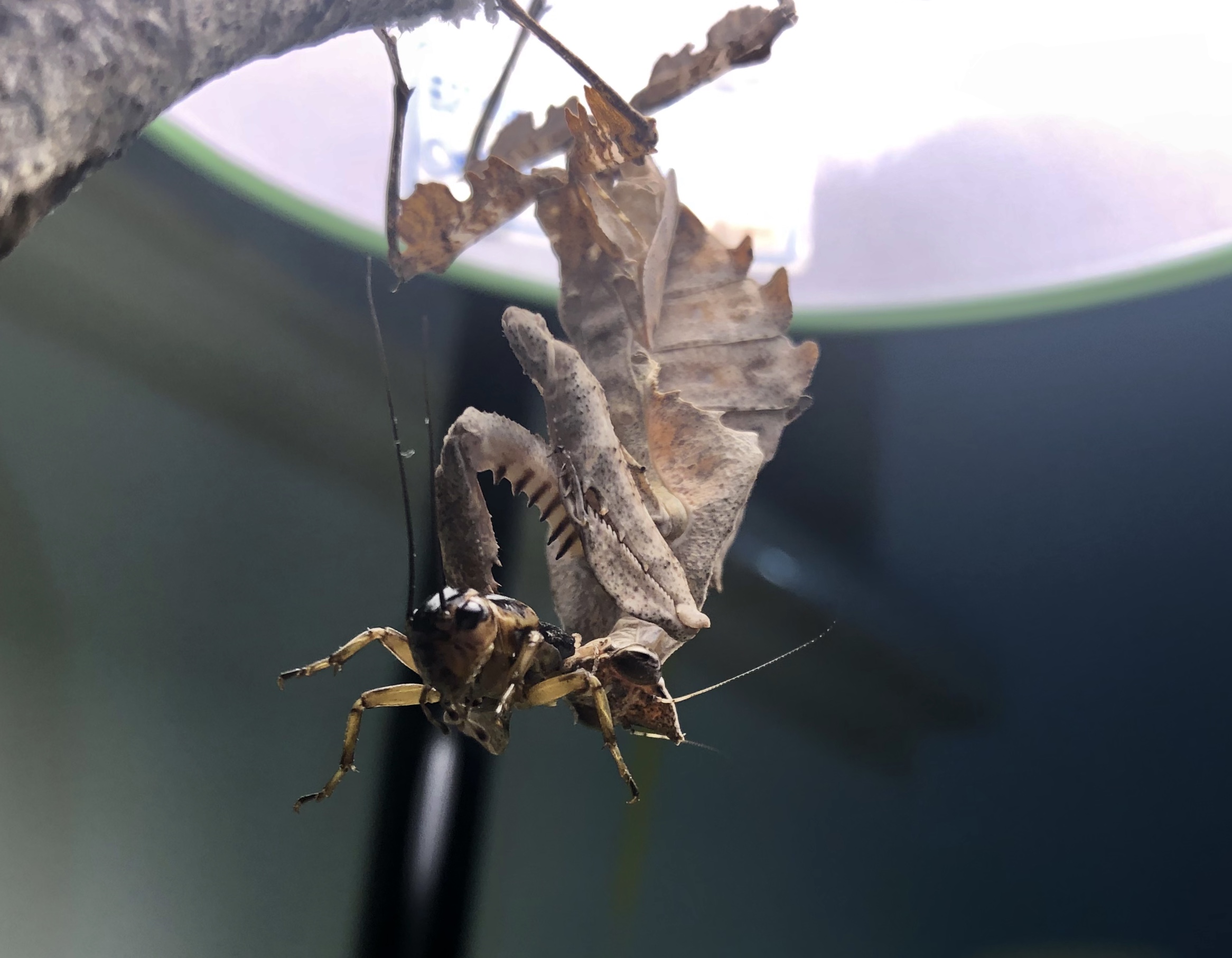 饲养记录拟睫螳饲养记录