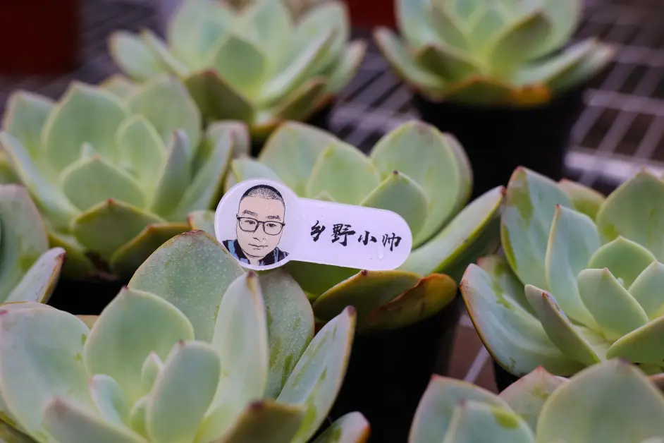 这种粉嫩嫩的多肉 养好了爆侧芽 就是如此神奇 哔哩哔哩