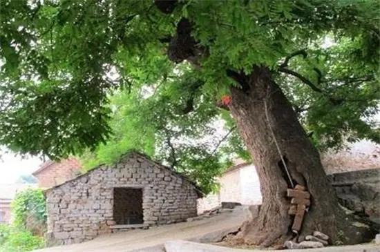 风水上的十大凶树 槐树可招阴寓意凶煞 哔哩哔哩