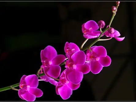 紫兰花的花语以及寓意 哔哩哔哩 紫兰花的花语以及寓意 哔哩哔哩